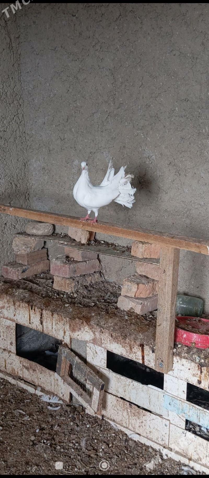 kepderi pawlin - Gyzylarbat - img 5