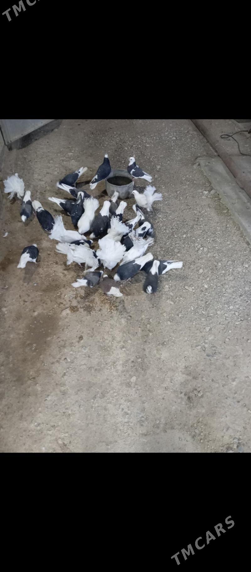 kepderi pawlin - Gyzylarbat - img 7