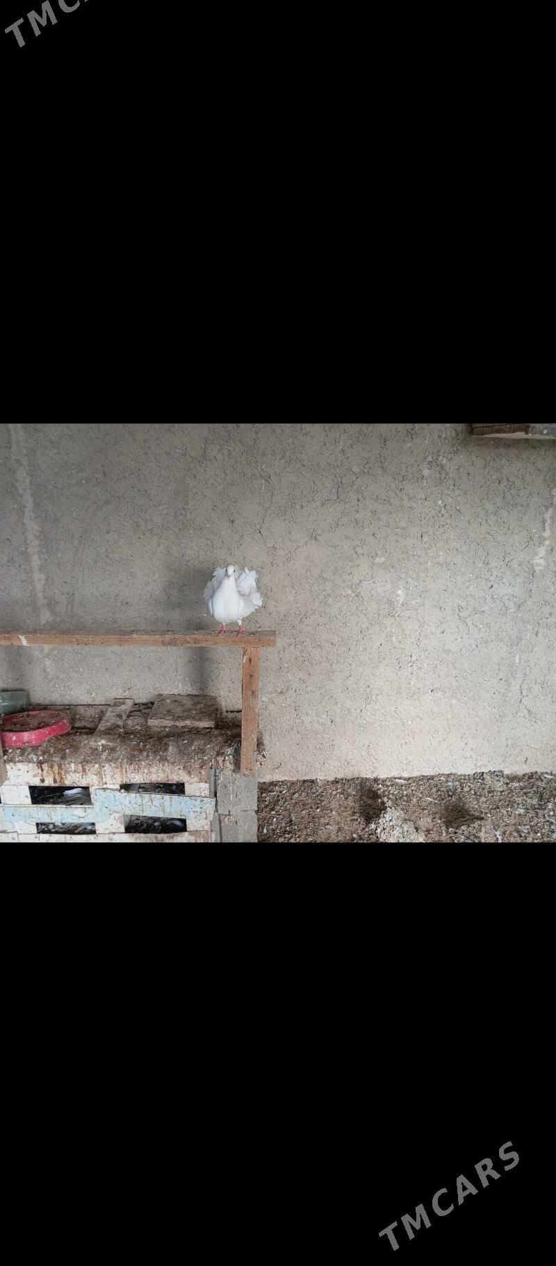 kepderi pawlin - Gyzylarbat - img 4