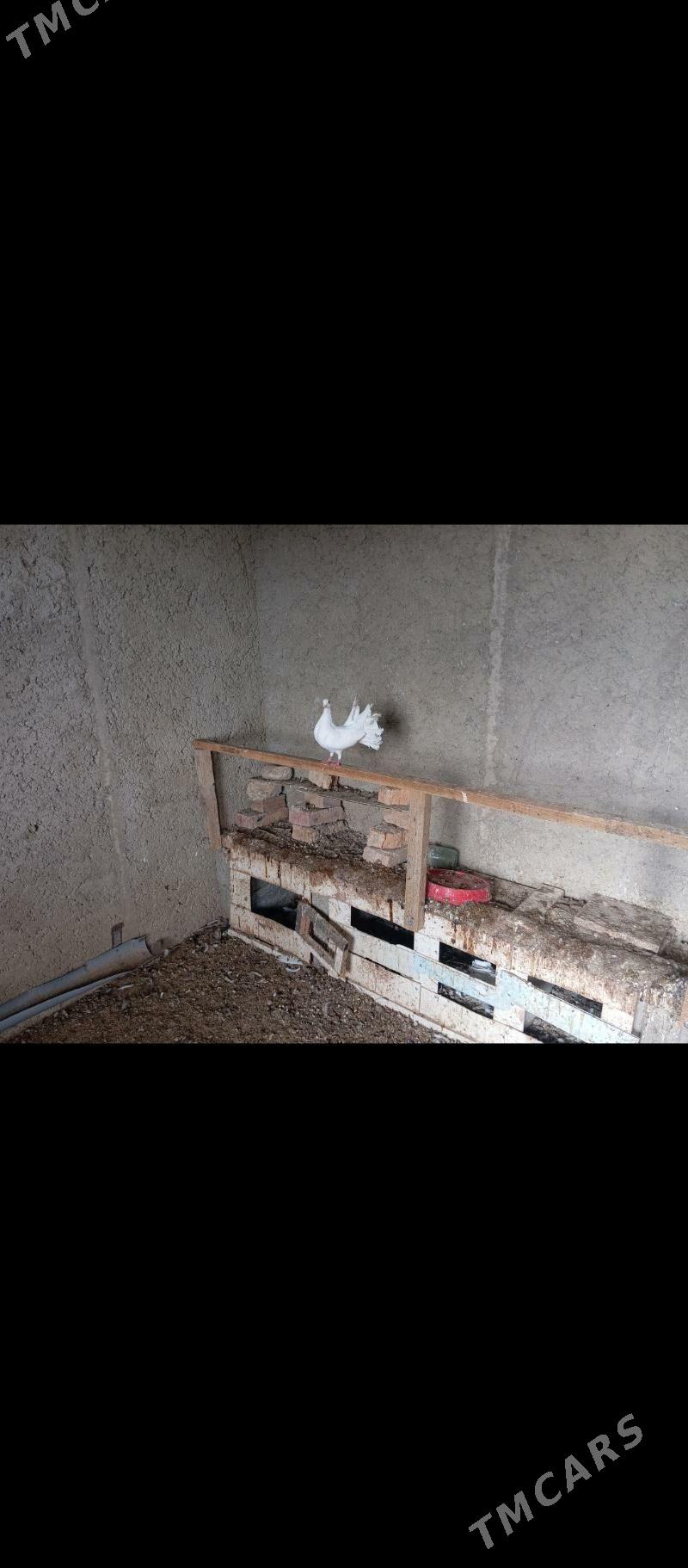 kepderi pawlin - Gyzylarbat - img 3