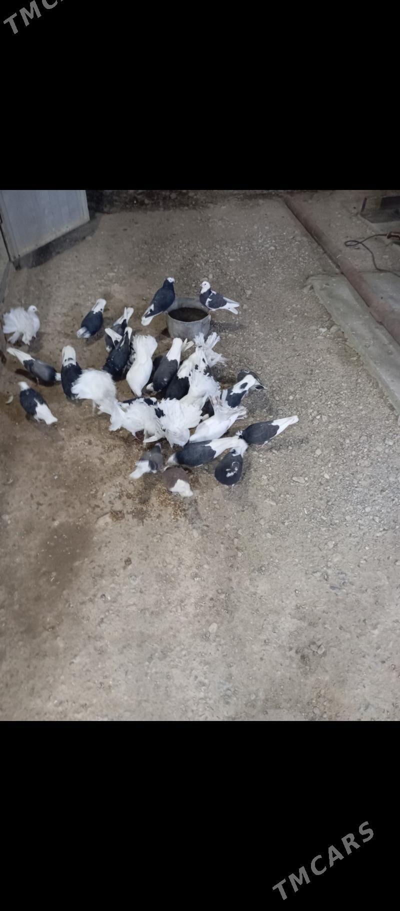 kepderi pawlin - Gyzylarbat - img 6