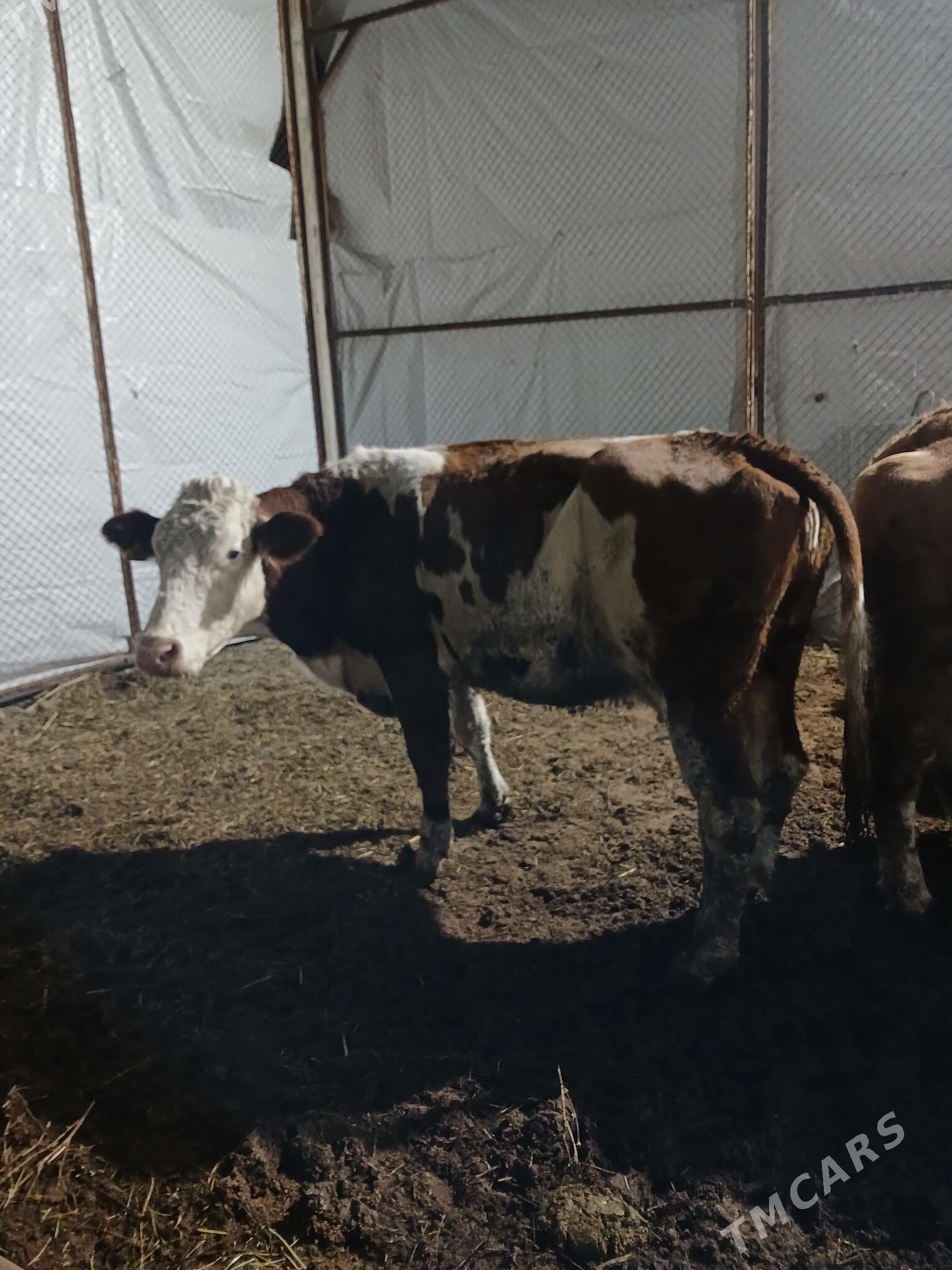 simental sygyr - Aşgabat - img 5