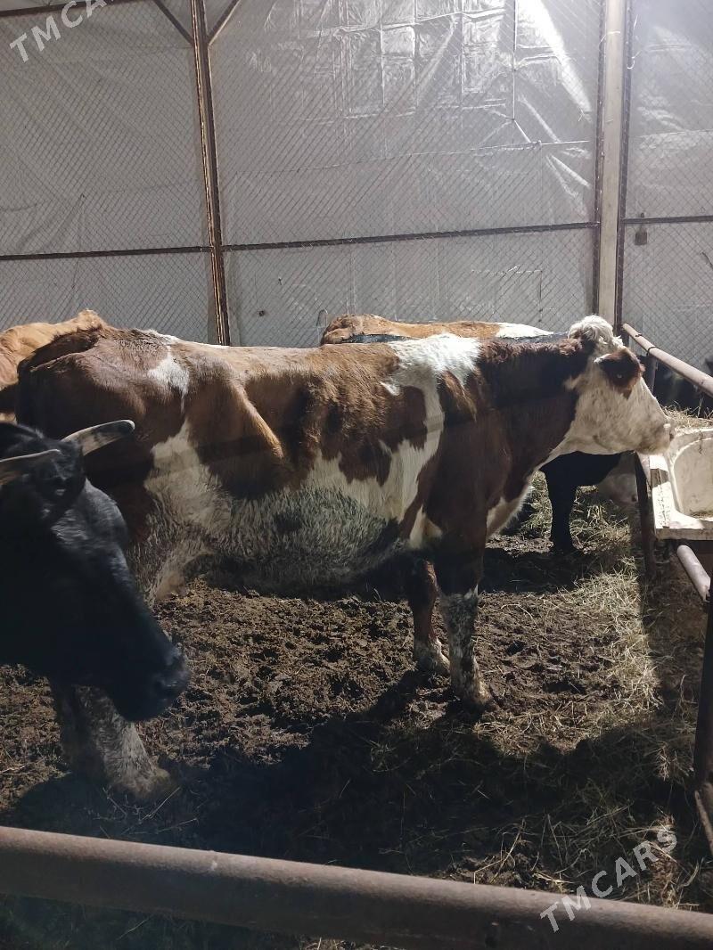 simental sygyr - Aşgabat - img 1