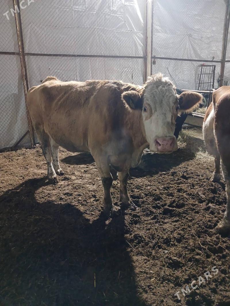 simental sygyr - Aşgabat - img 2