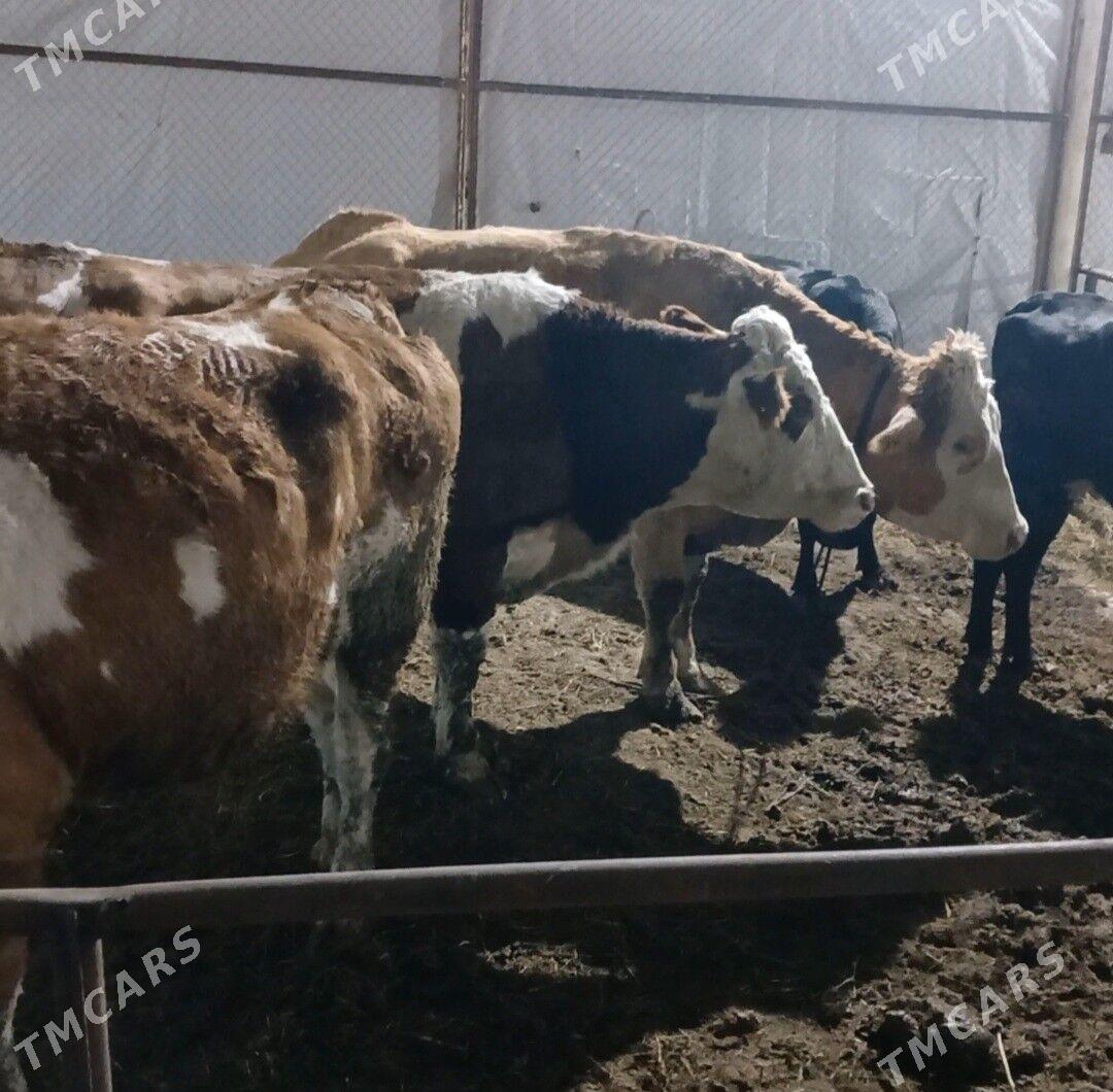 simental sygyr - Aşgabat - img 4