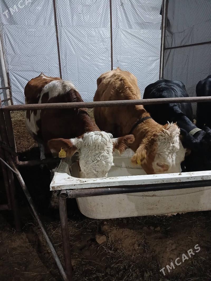 simental sygyr - Aşgabat - img 6