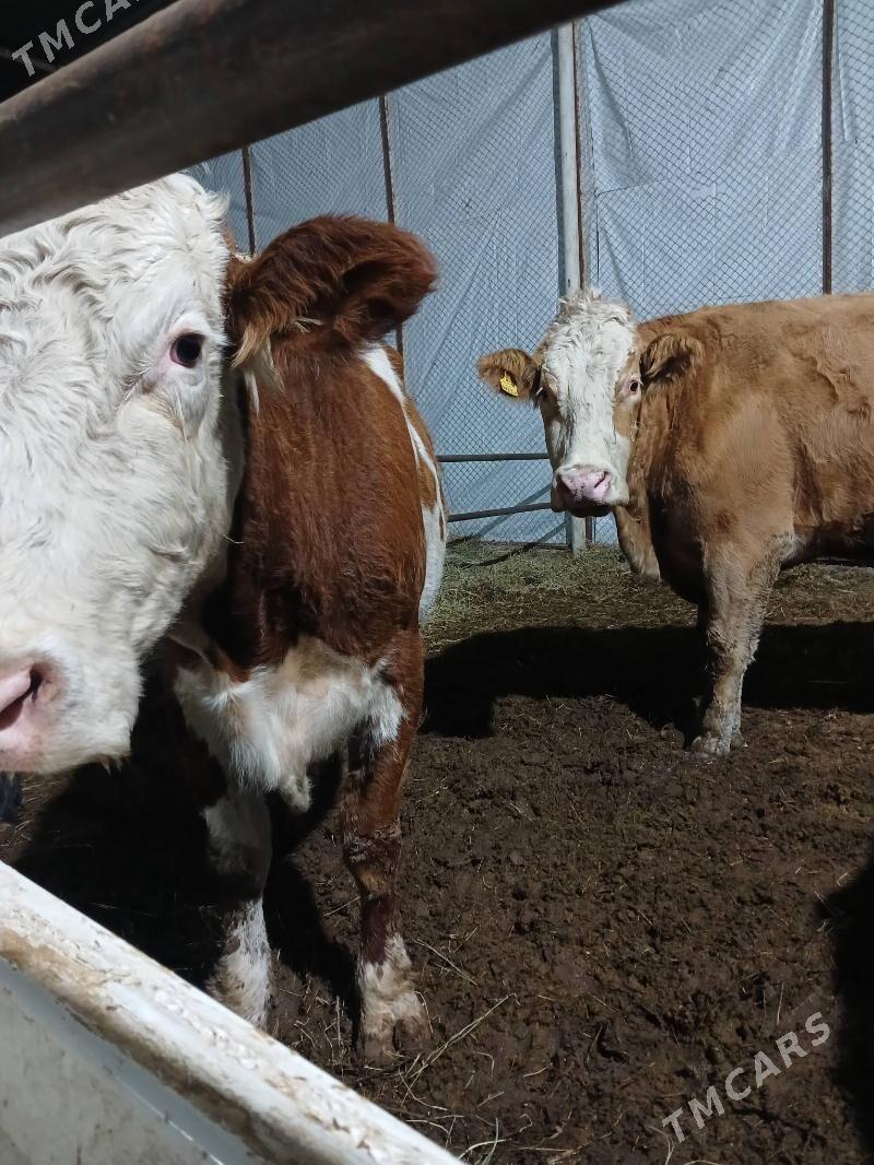 simental sygyr - Aşgabat - img 3