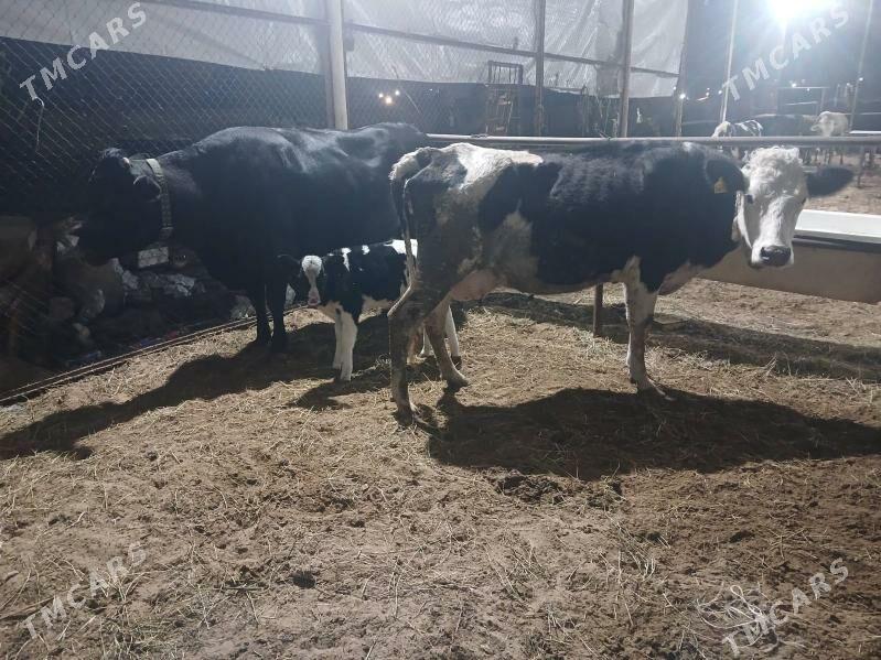 Angus Golistein bogaz sygyr - Aşgabat - img 2