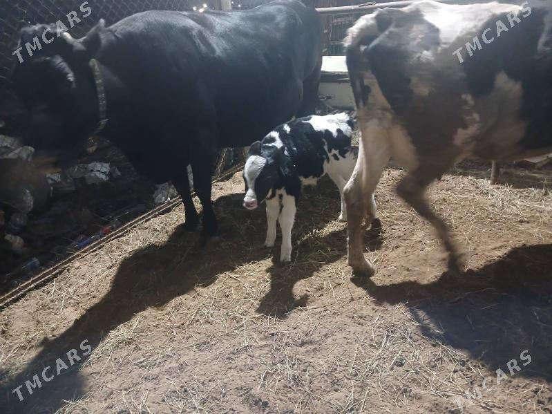 Angus Golistein bogaz sygyr - Aşgabat - img 1