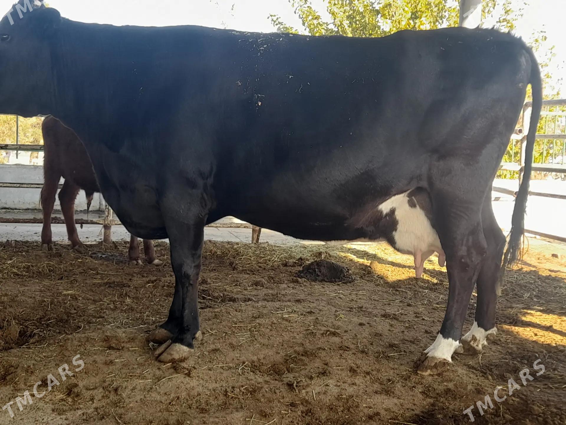 Angus Golistein bogaz sygyr - Aşgabat - img 5