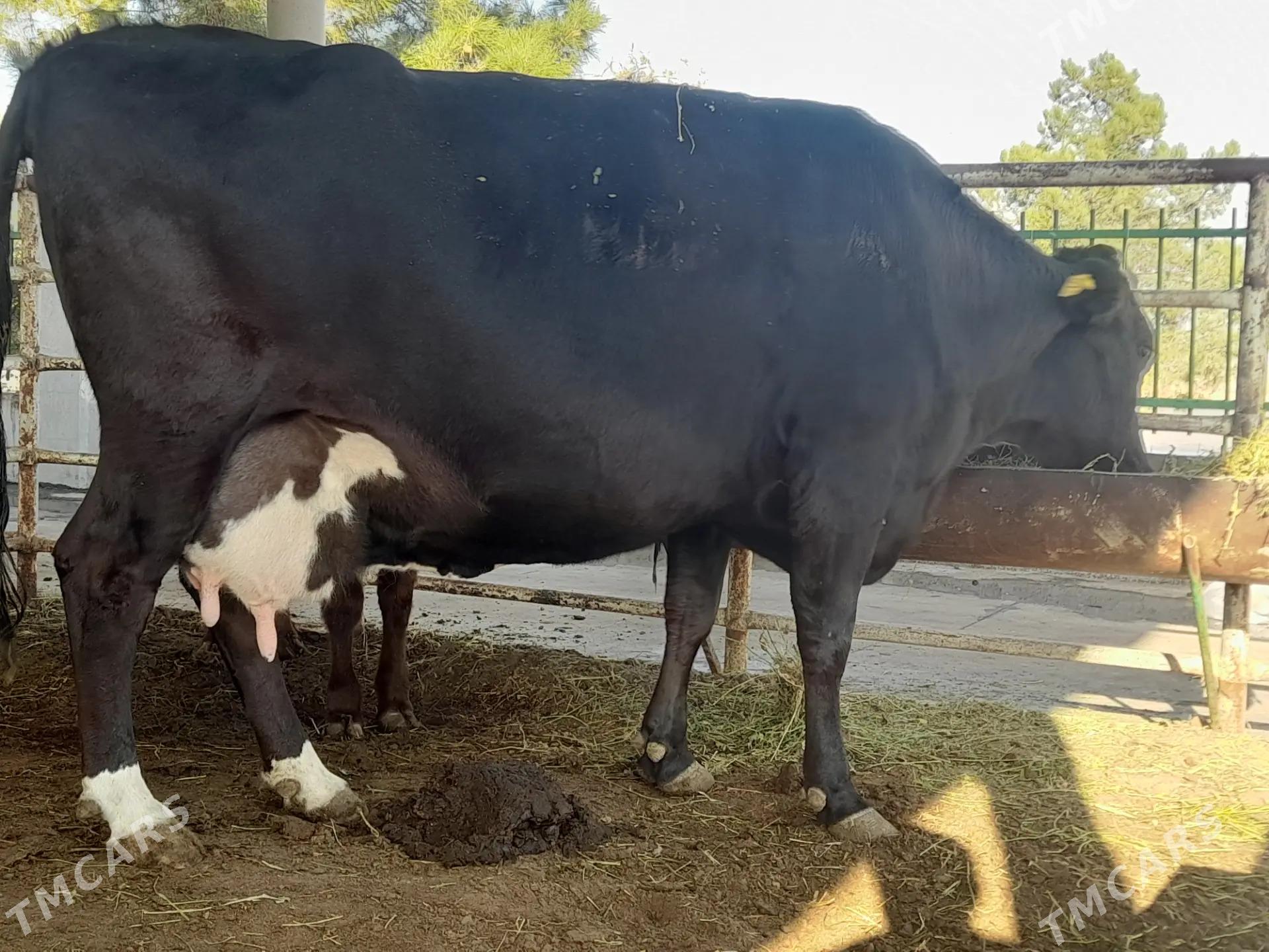 Angus Golistein bogaz sygyr - Aşgabat - img 6