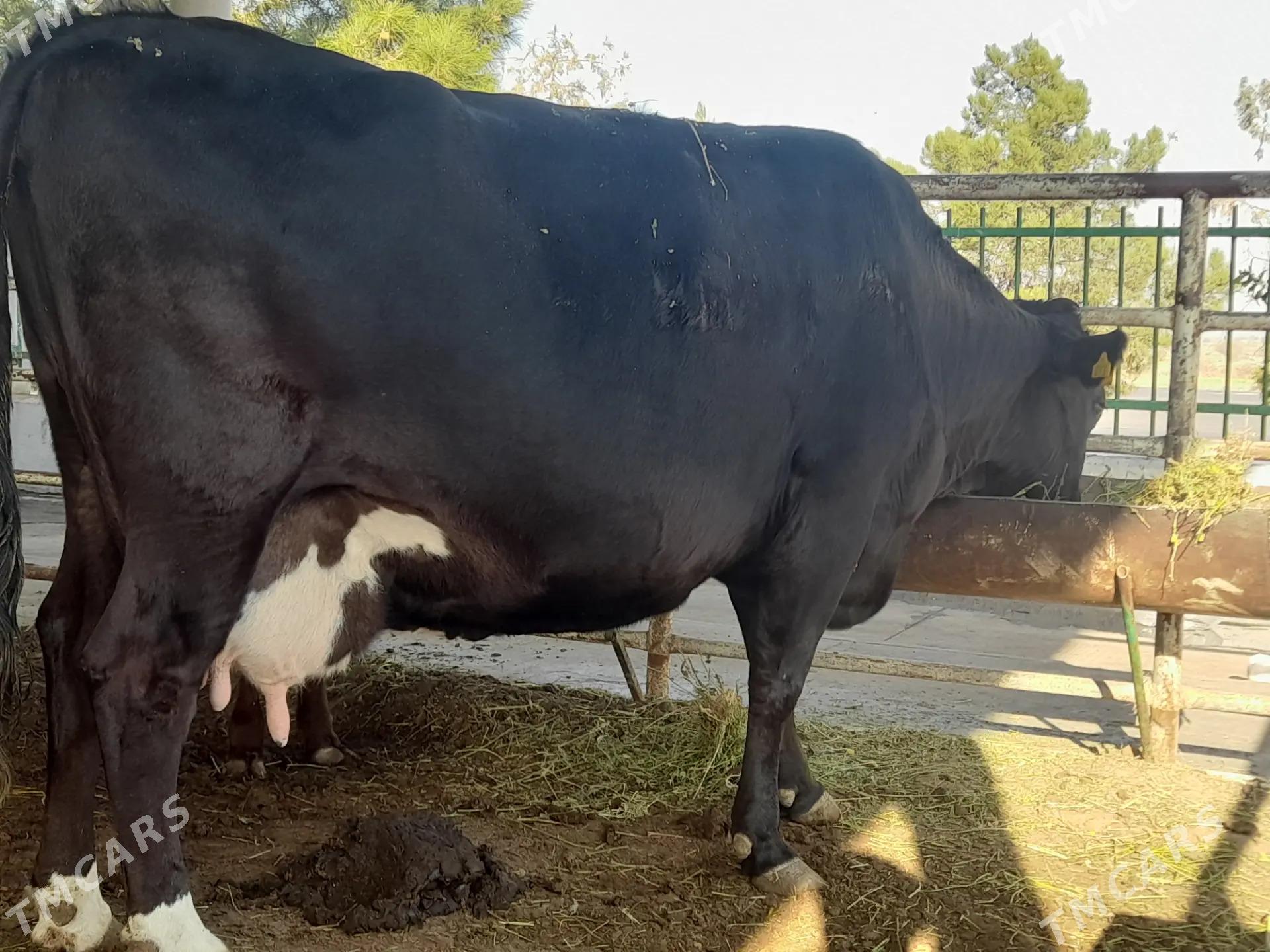 Angus Golistein bogaz sygyr - Aşgabat - img 3