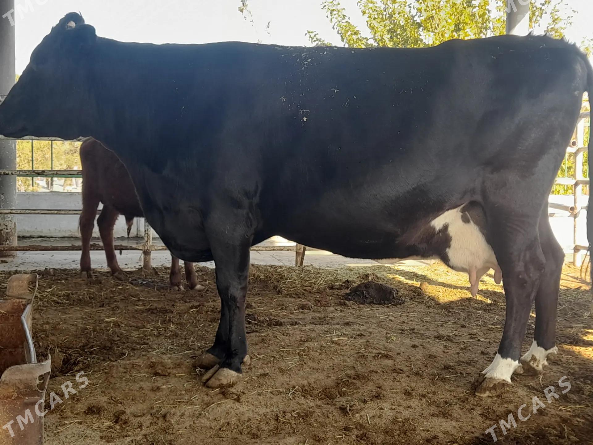 Angus Golistein bogaz sygyr - Aşgabat - img 4