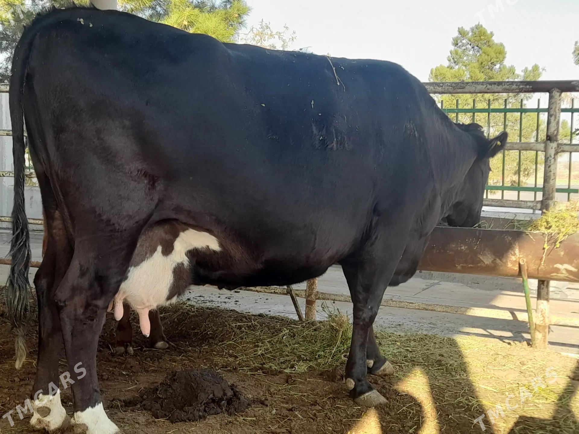 Angus Golistein bogaz sygyr - Aşgabat - img 7