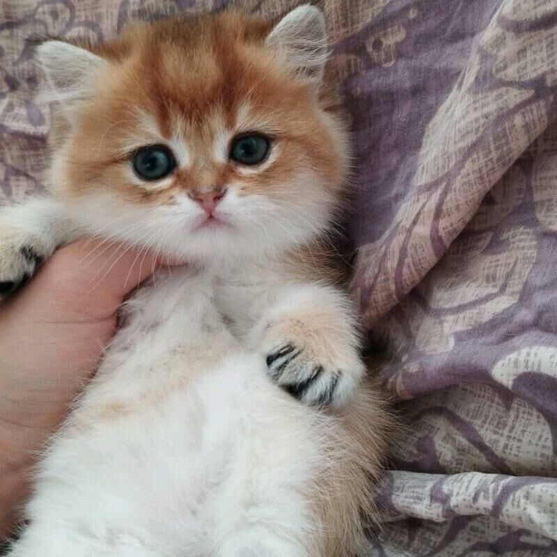 sotlanskiy шотландскийе - Aşgabat - img 1