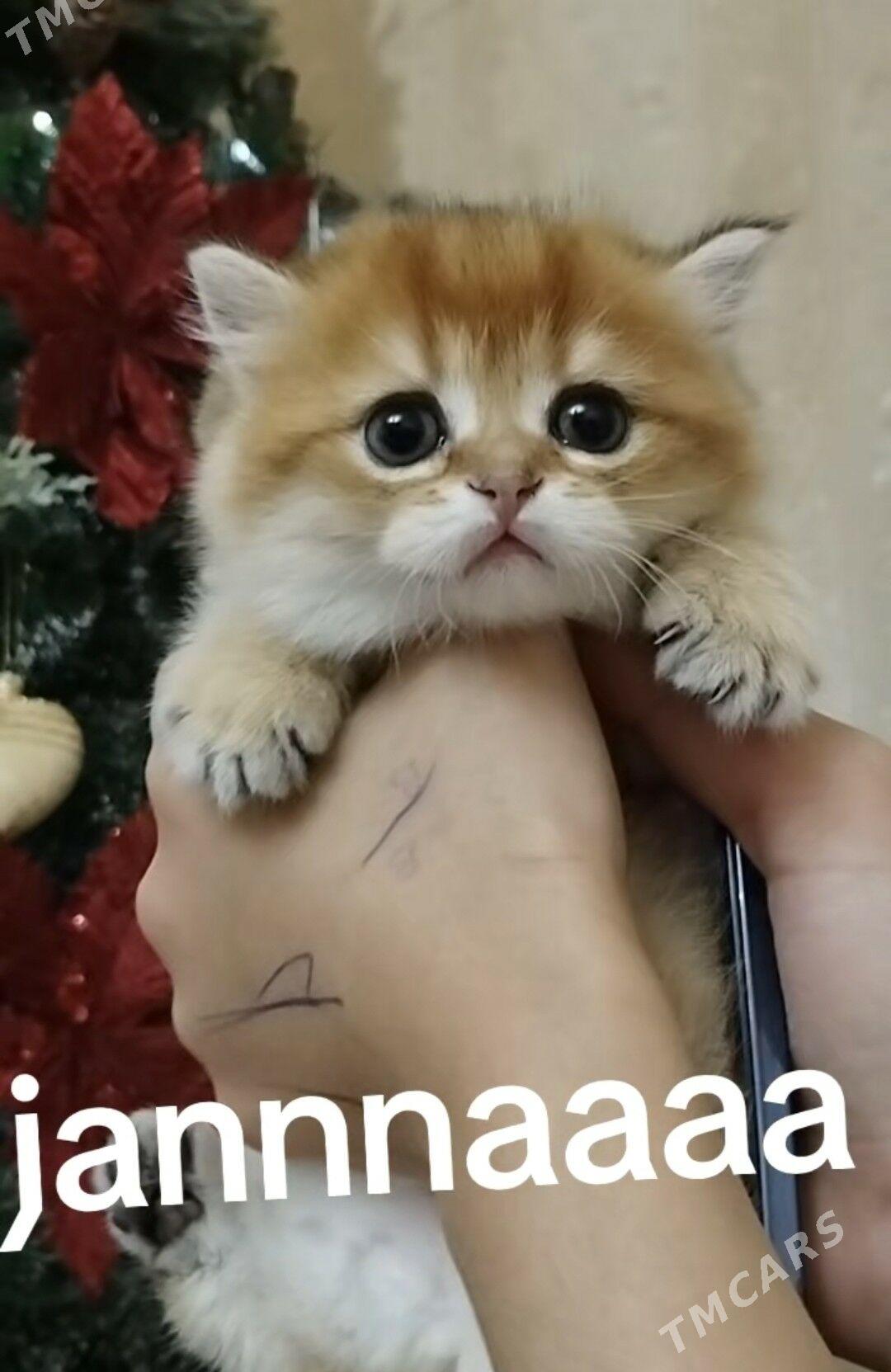 шотландские котята - Aşgabat - img 3