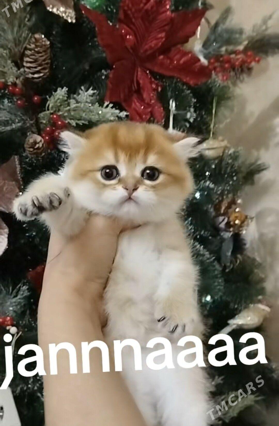 шотландские котята - Aşgabat - img 4