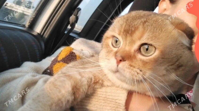 шотландские котята - Aşgabat - img 5