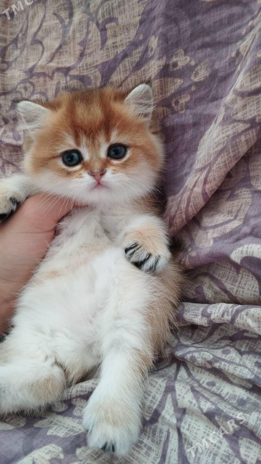 шотландские котята - Aşgabat - img 2