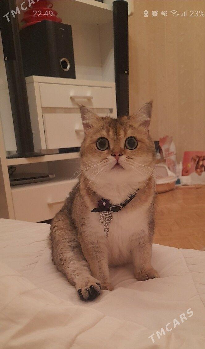 шотландские котята - Aşgabat - img 10