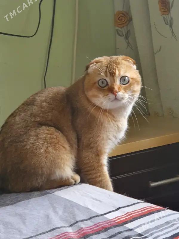 шотландские котята - Aşgabat - img 9