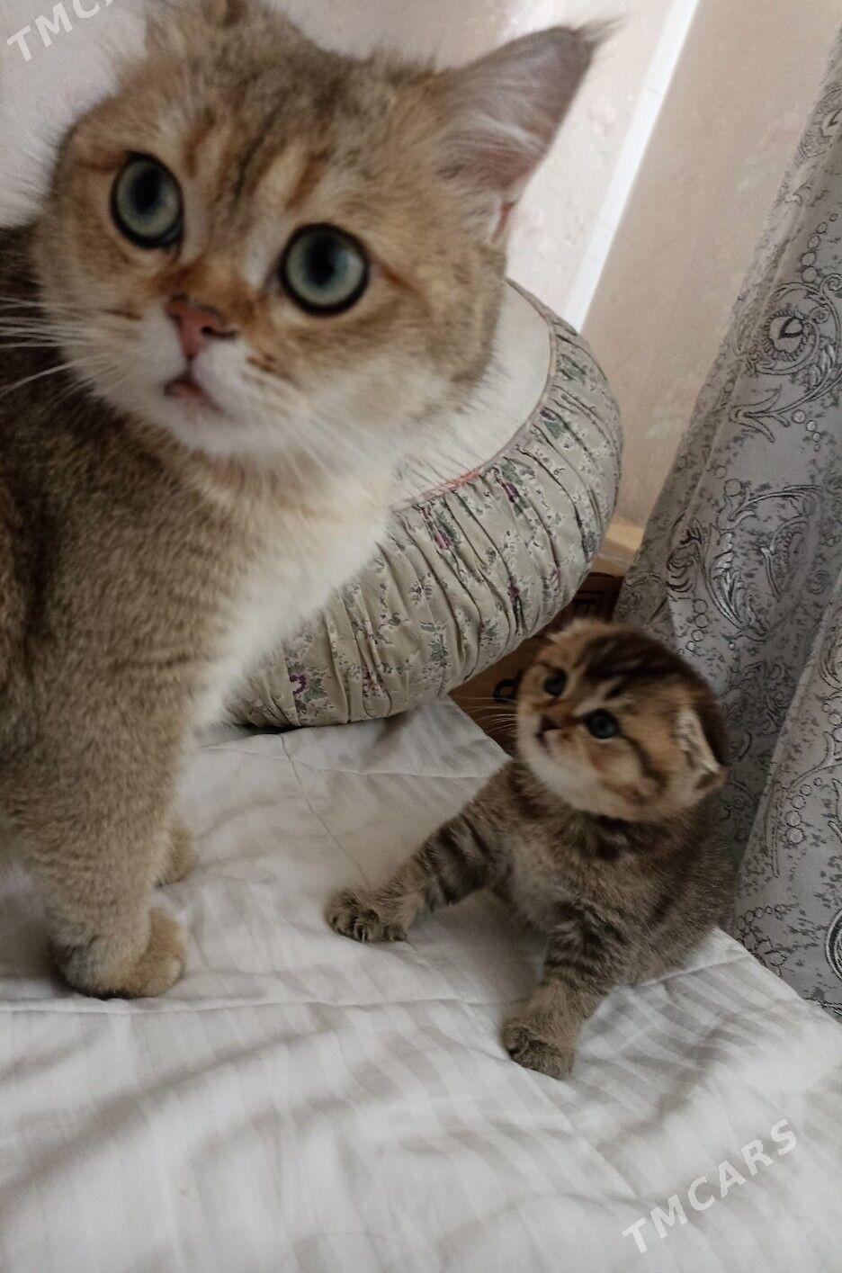 шотландские котята - Aşgabat - img 6