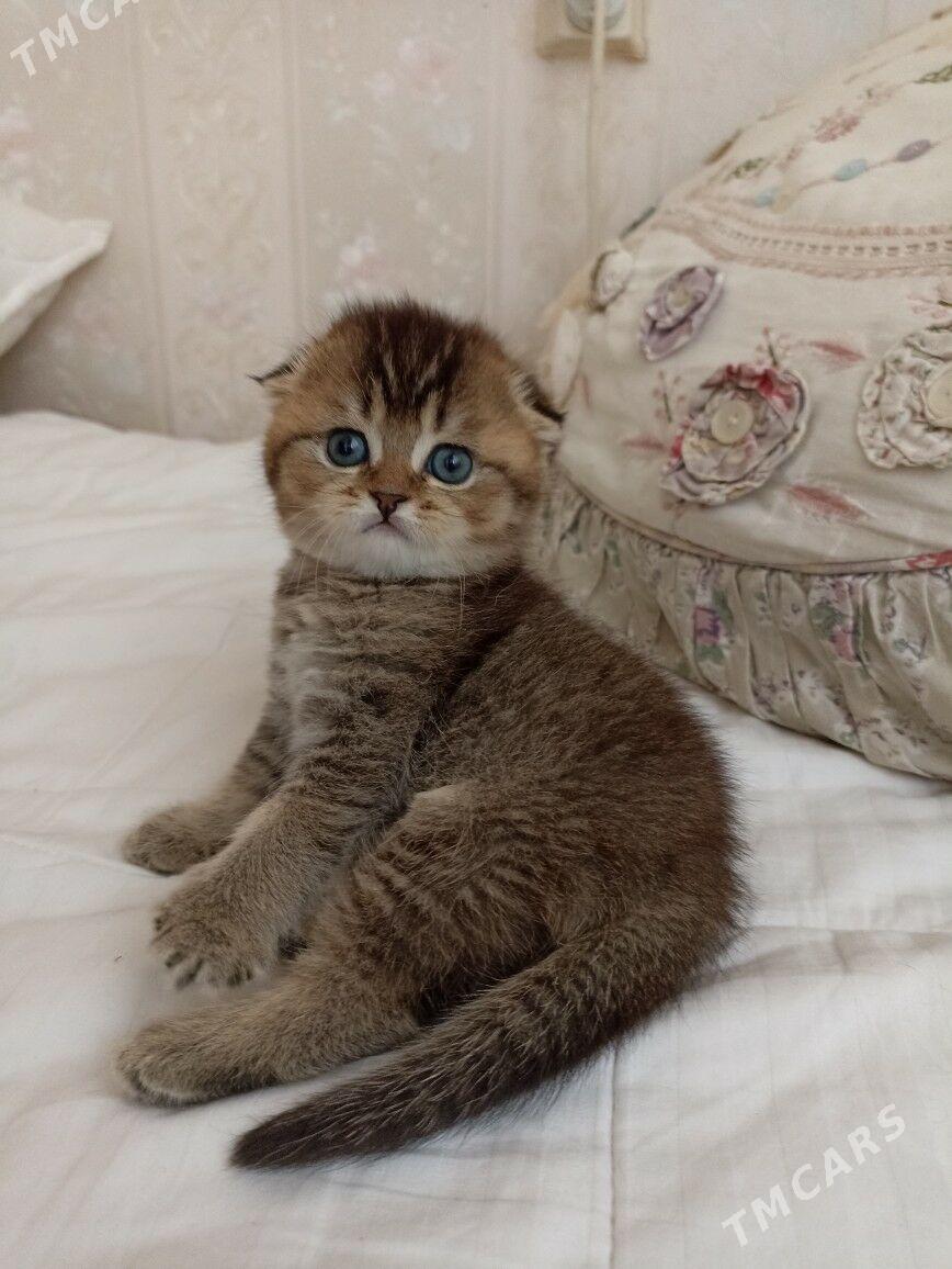 шотландские котята - Aşgabat - img 8