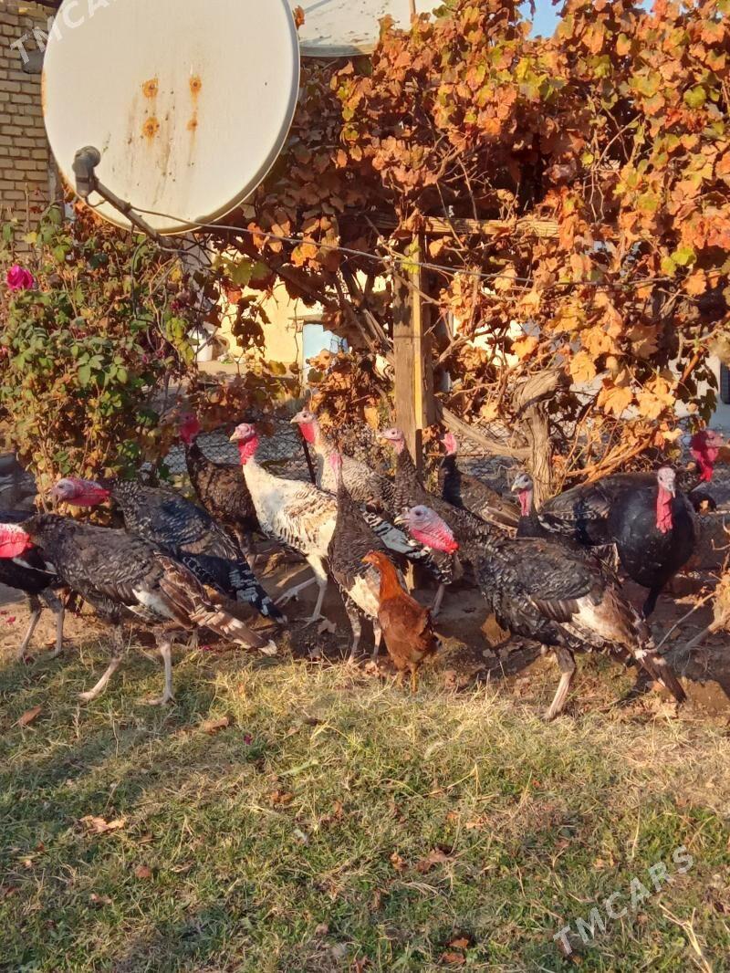 lnduk Horaz - Mary - img 2