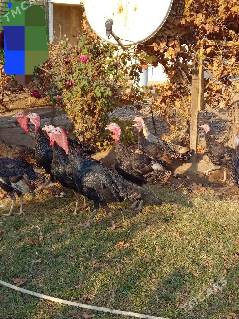 lnduk Horaz - Mary - img 4