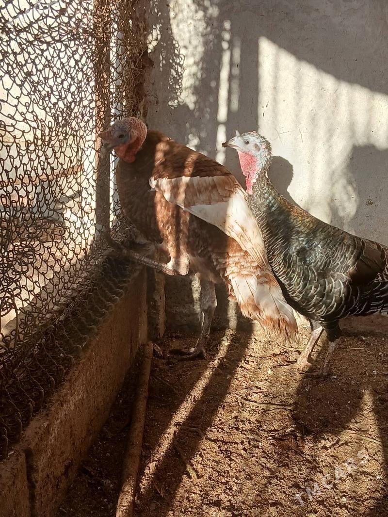 индук - Чарджоу - img 2