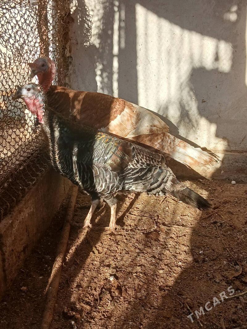 индук - Чарджоу - img 1