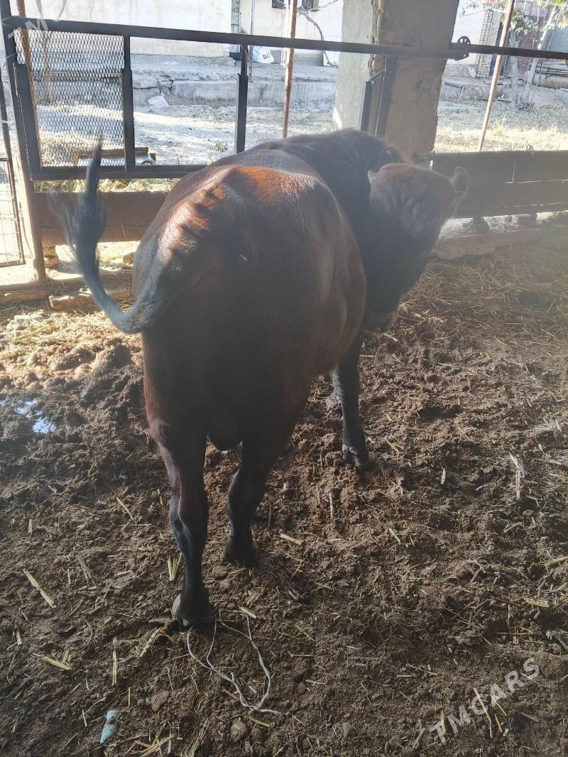 okuz - Türkmenabat - img 3