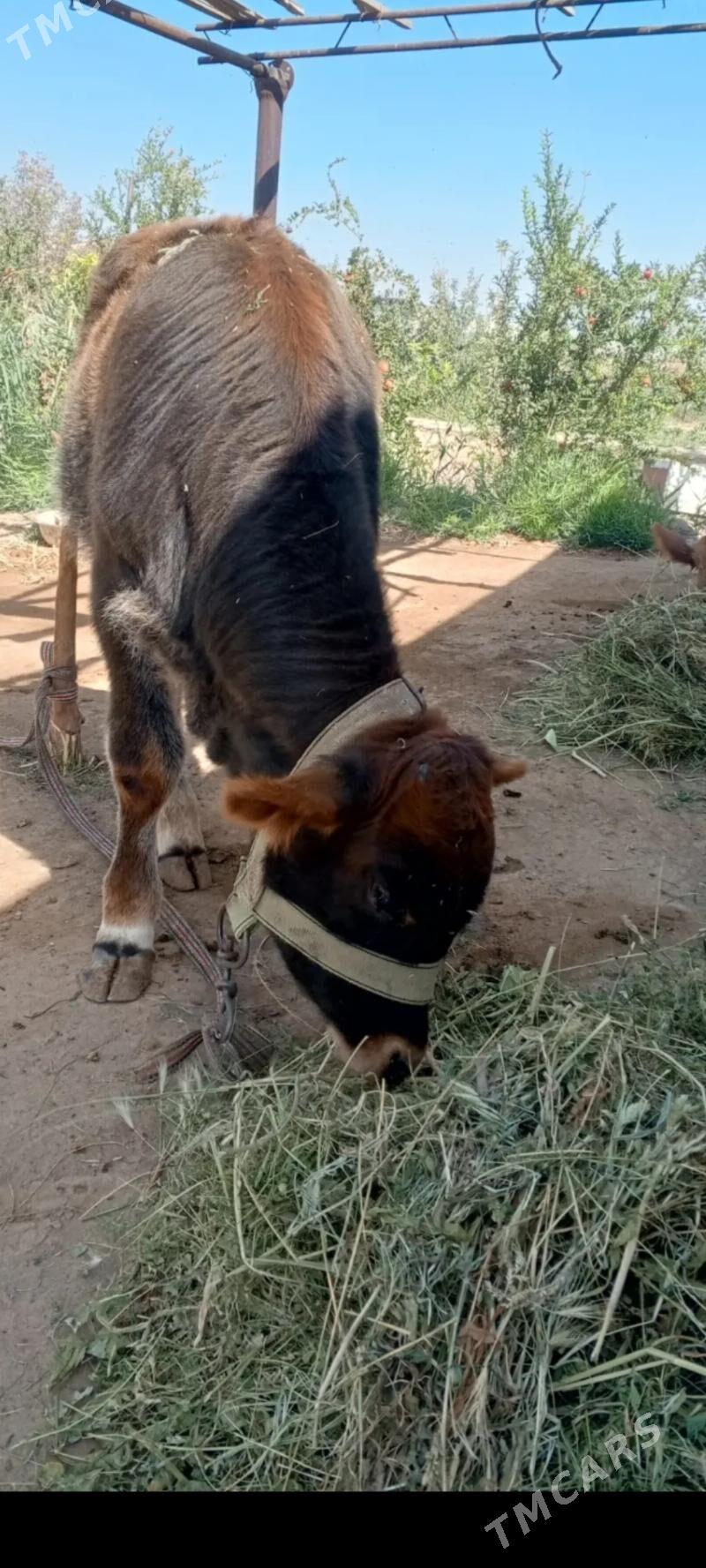 öküzçe - Ёлётен - img 2