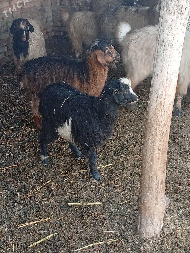 cewisler - Чарджоу - img 1