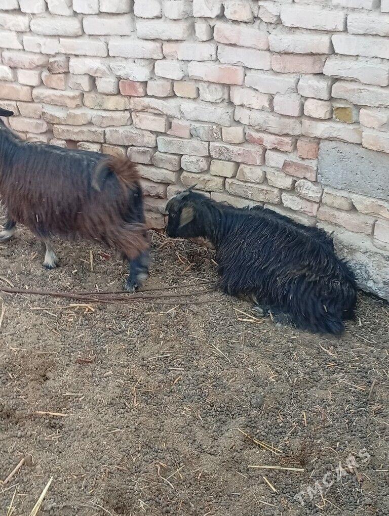 cewisler - Чарджоу - img 4