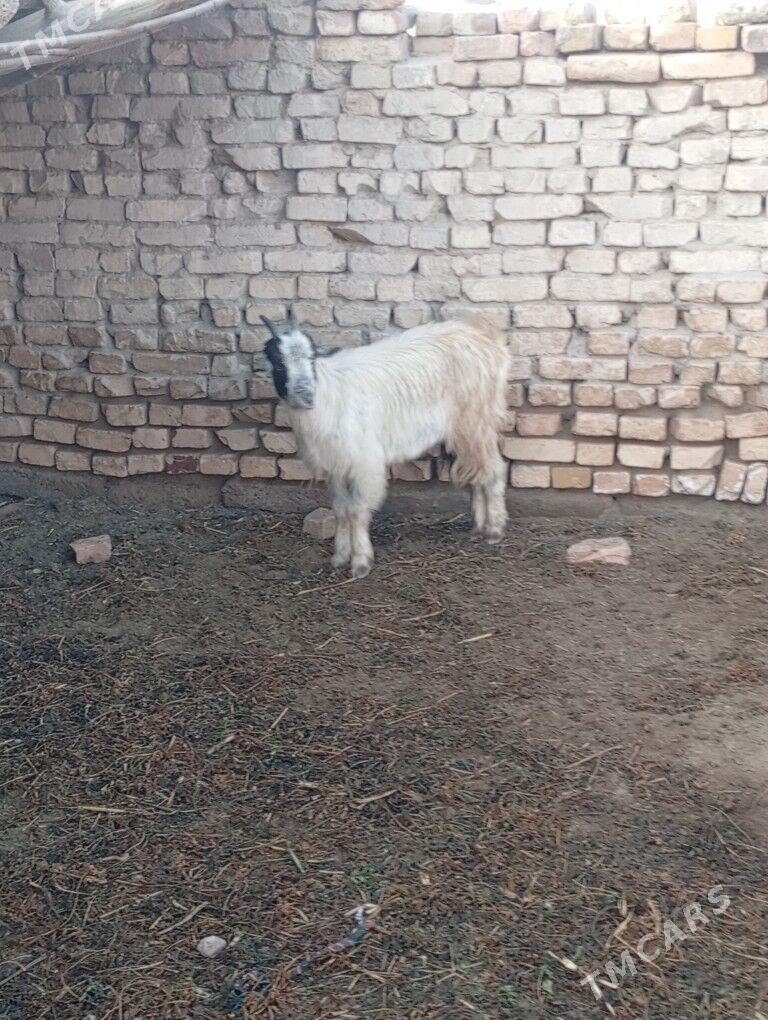 cewisler - Чарджоу - img 3