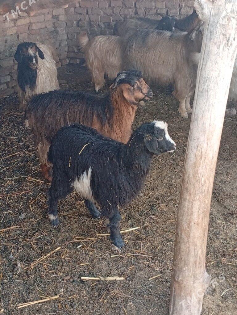 cewisler - Чарджоу - img 2