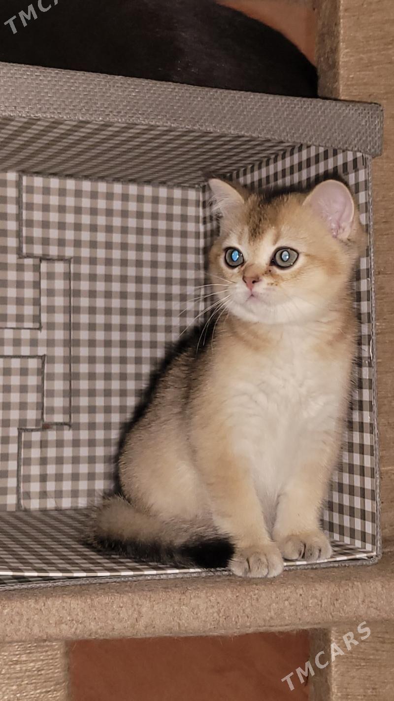 золотая шиншила - Ашхабад - img 2