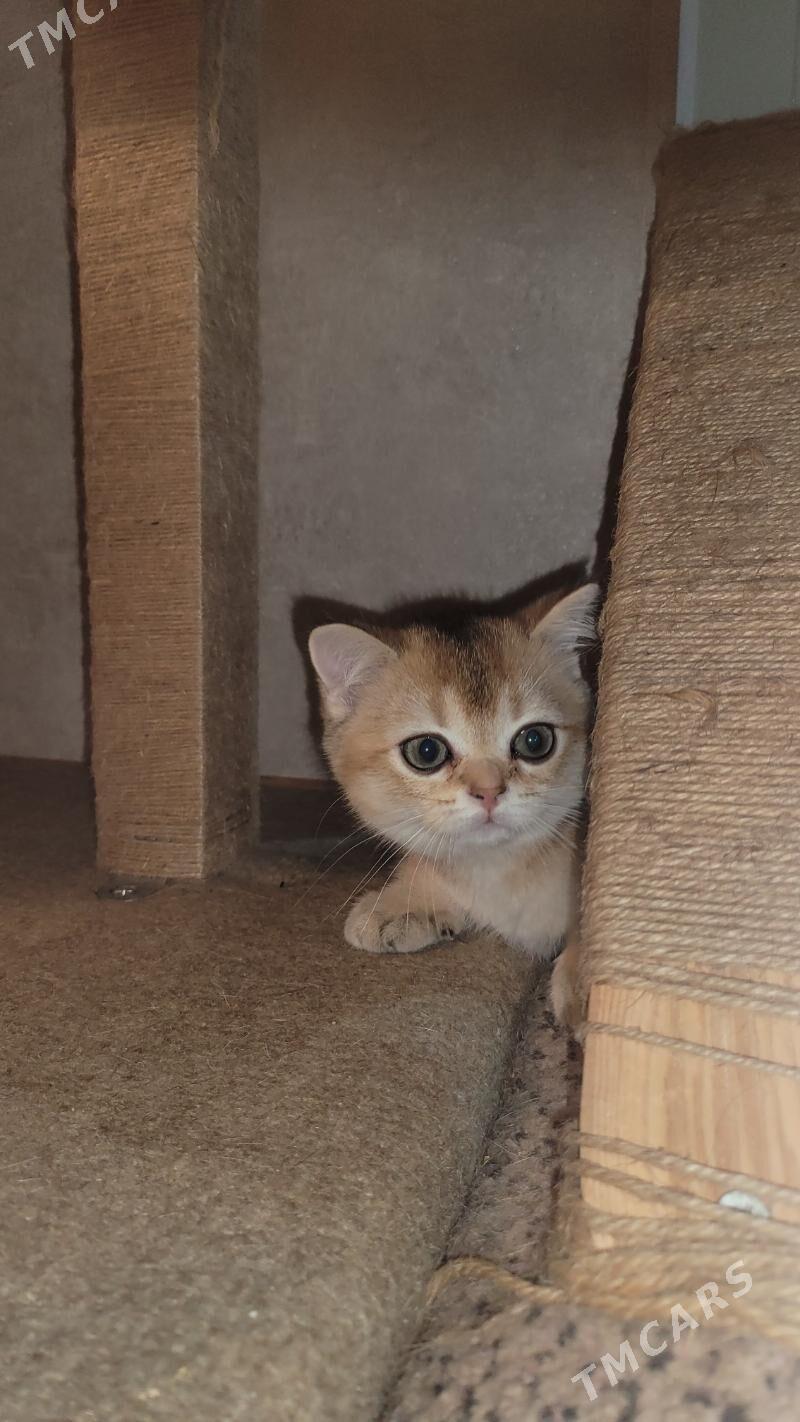 золотая шиншила - Ашхабад - img 3