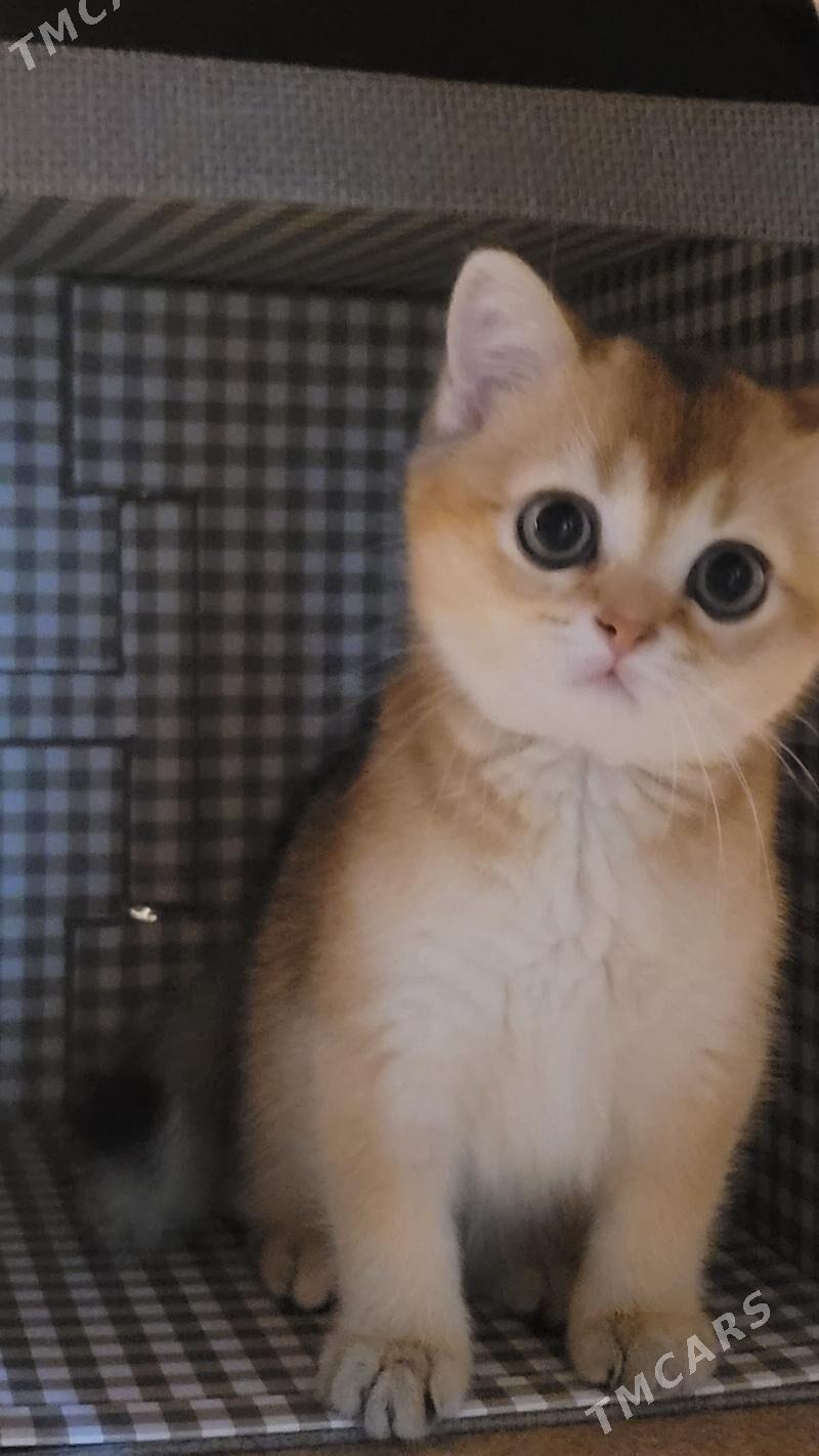 золотая шиншила - Ашхабад - img 1