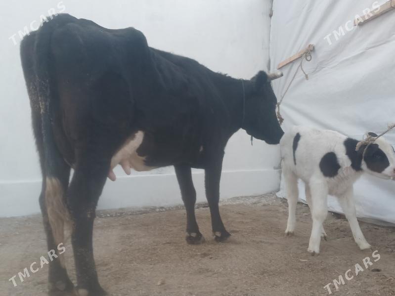 goleli sygyr - Балканабат - img 7