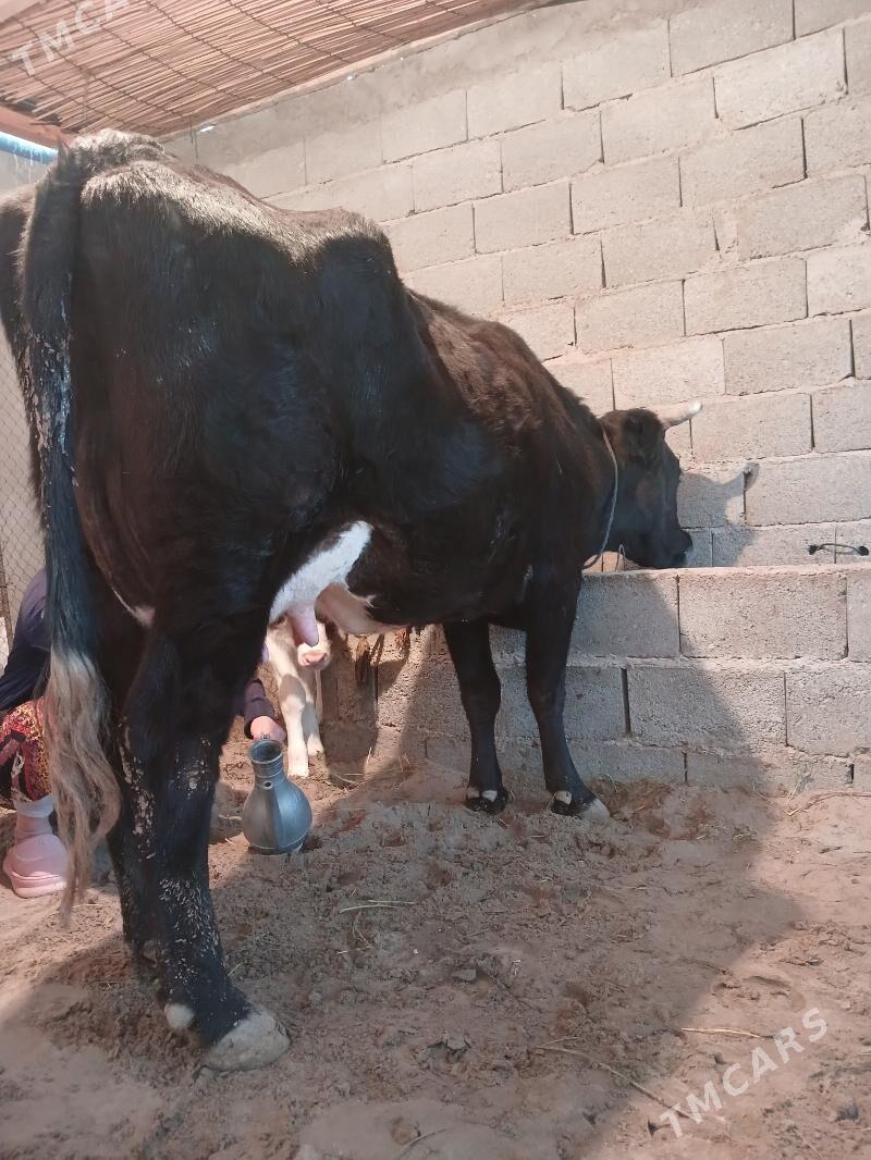 goleli sygyr - Балканабат - img 5