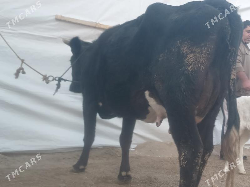 goleli sygyr - Балканабат - img 3