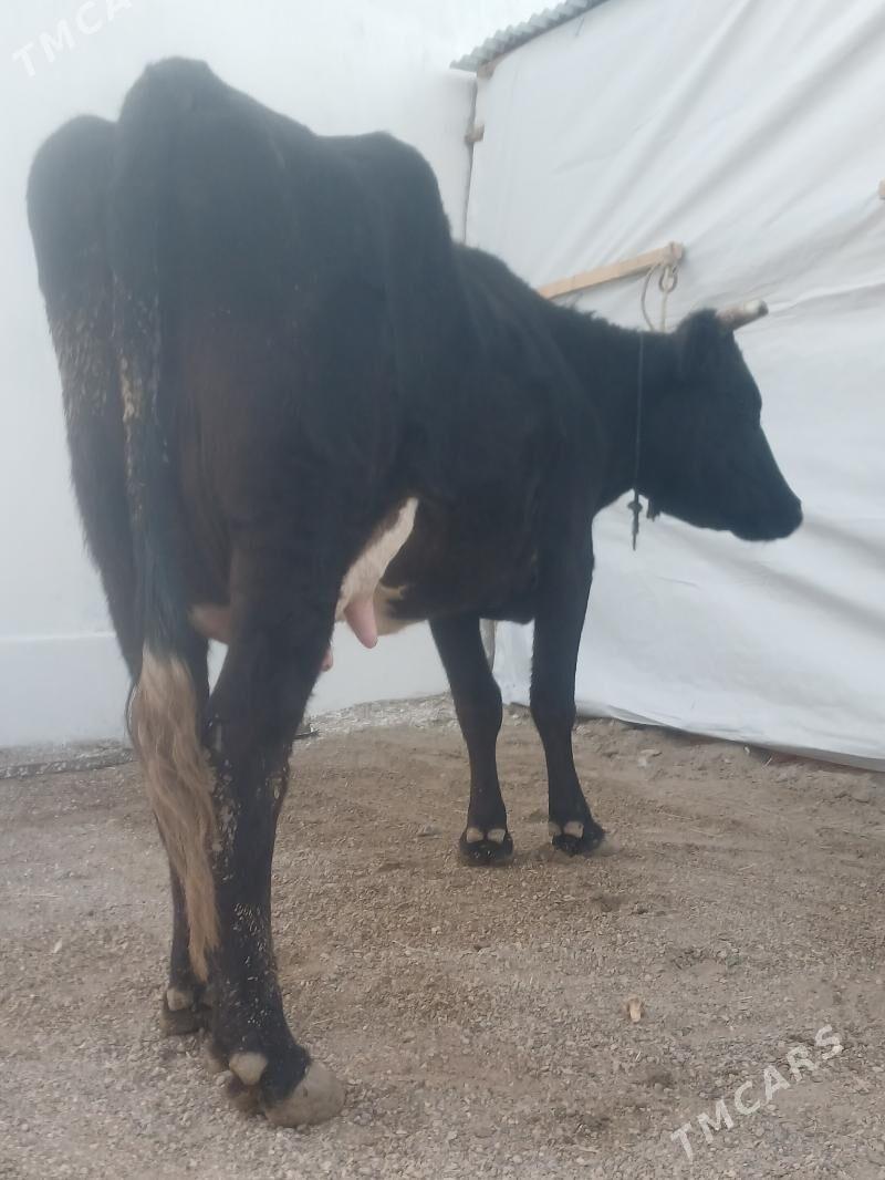 goleli sygyr - Балканабат - img 6