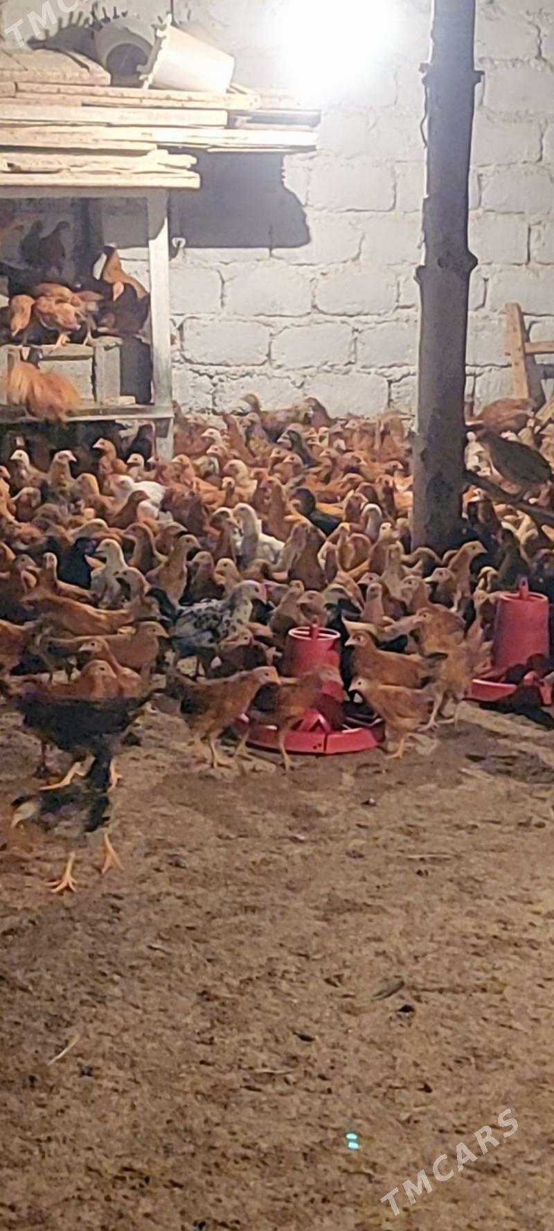 Elin jüýje - Köşi - img 3