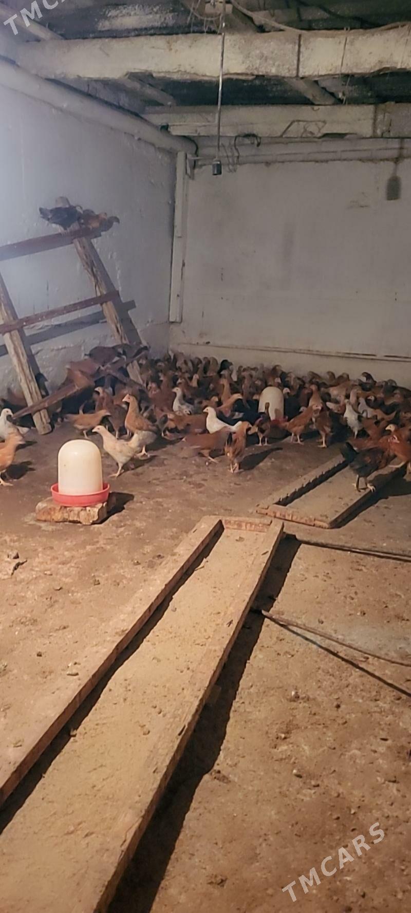 Elin jüýje - Köşi - img 7