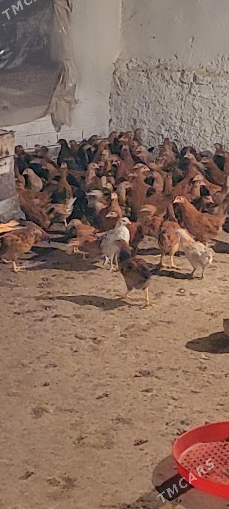 Elin jüýje - Köşi - img 1