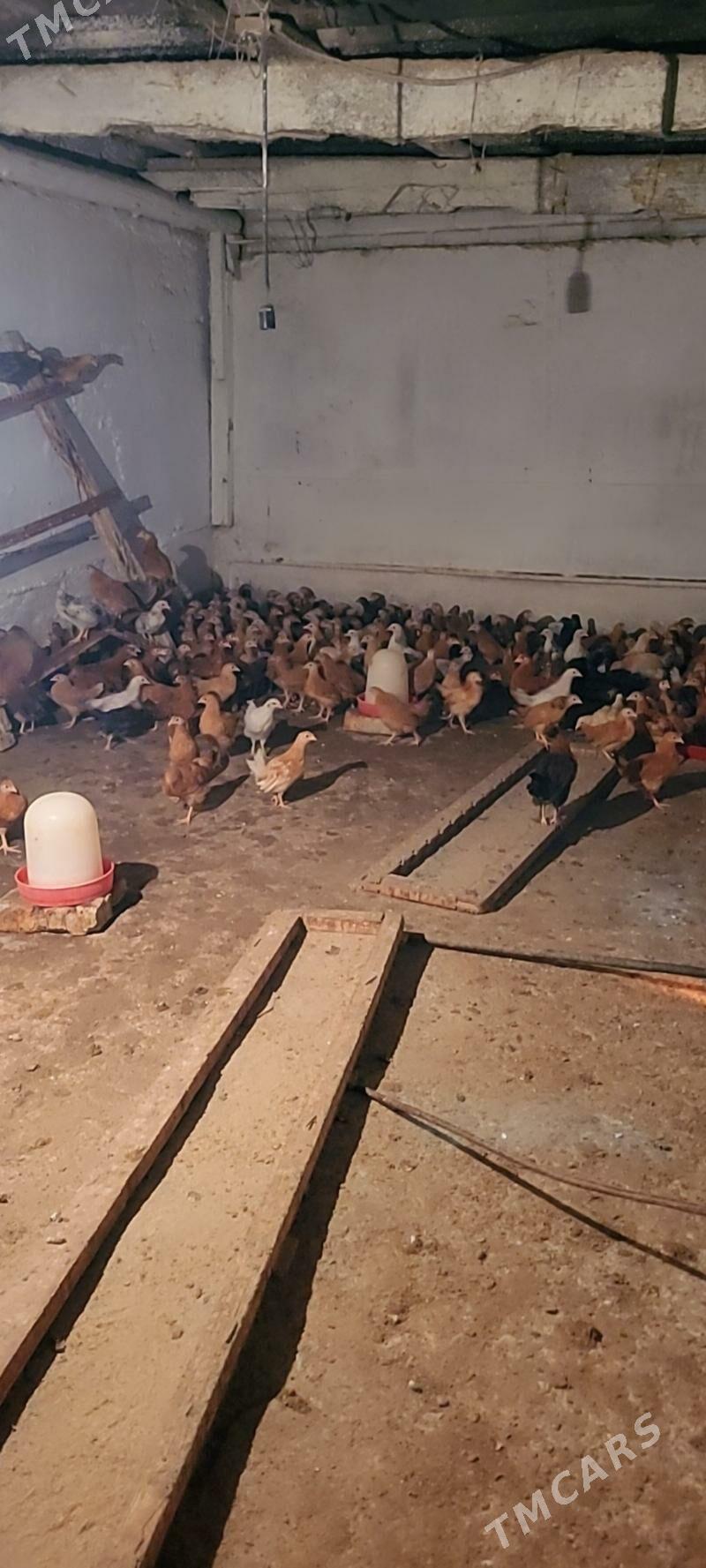 Elin jüýje - Köşi - img 5