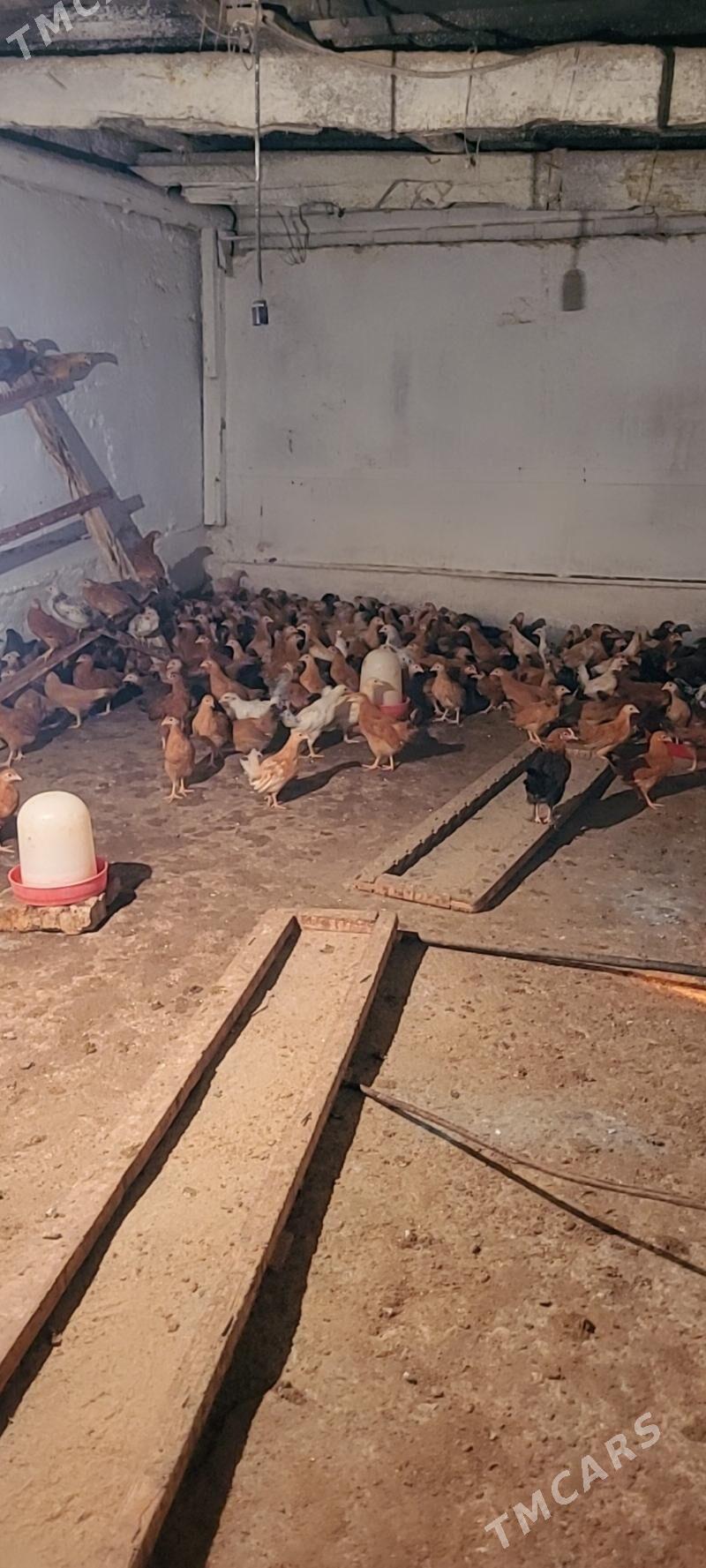 Elin jüýje - Köşi - img 6