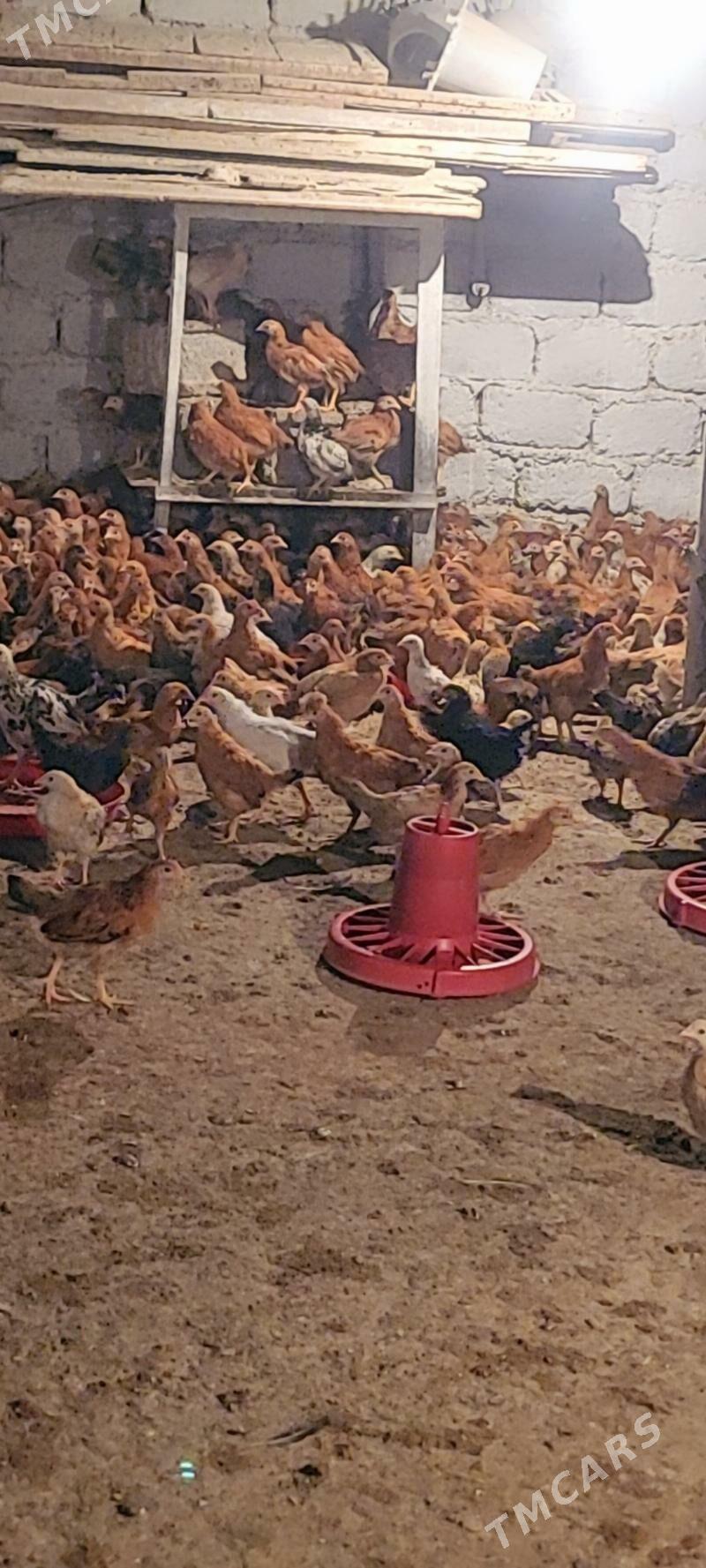 Elin jüýje - Köşi - img 2